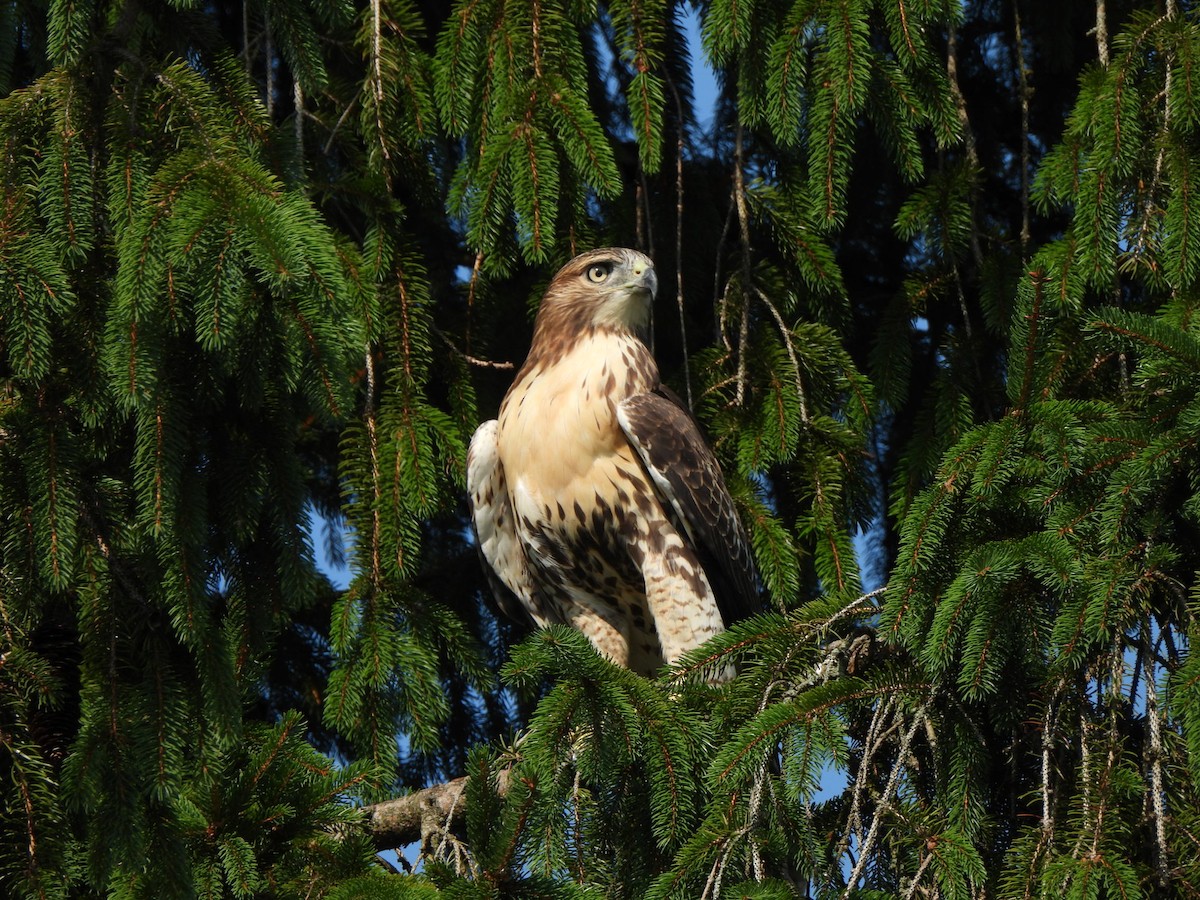 Poiana codarossa - ML621938370