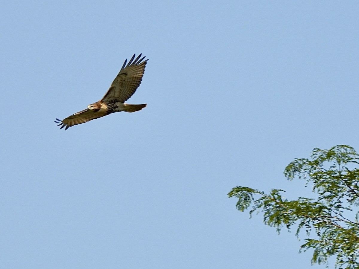 Poiana codarossa - ML621938371