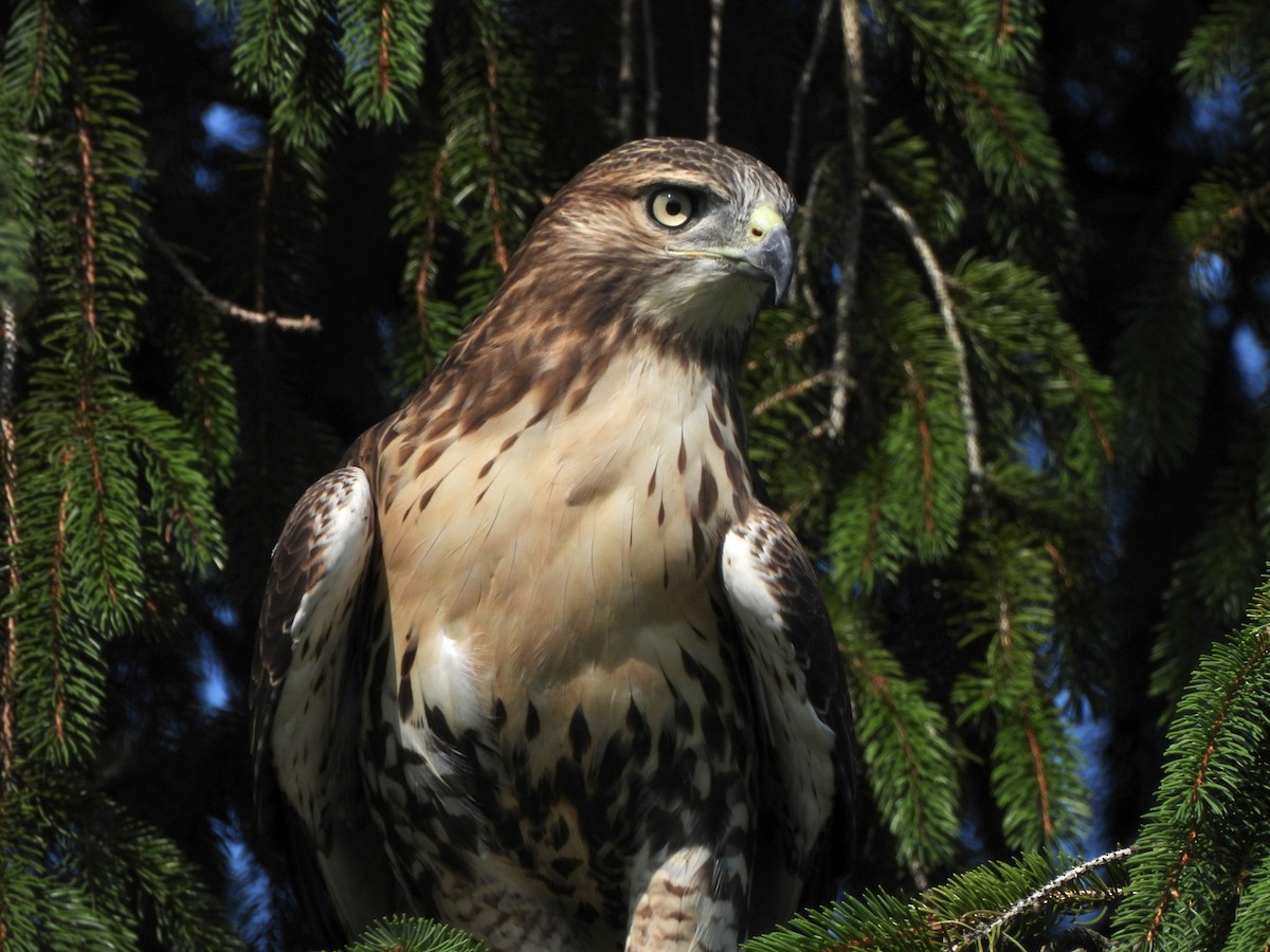 Poiana codarossa - ML621938372