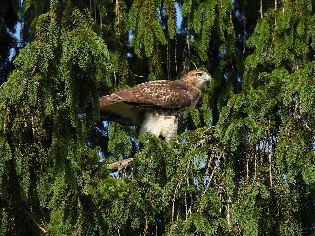 Poiana codarossa - ML621938373