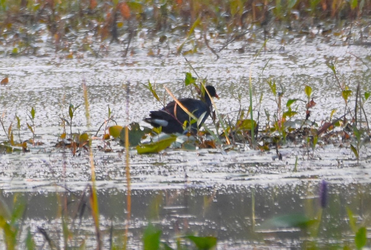 Common Gallinule - ML621938401