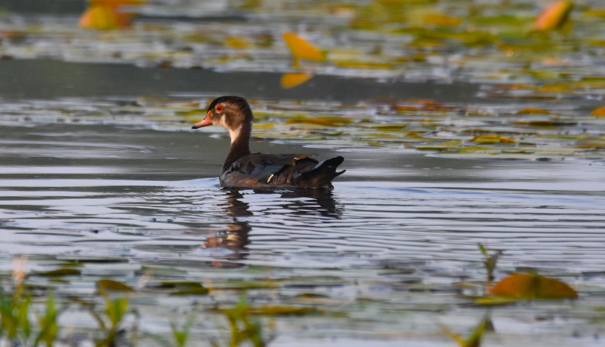 Wood Duck - ML621938440