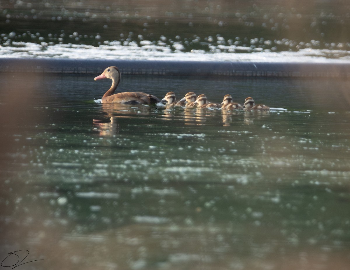 Black-bellied Whistling-Duck - ML621938519