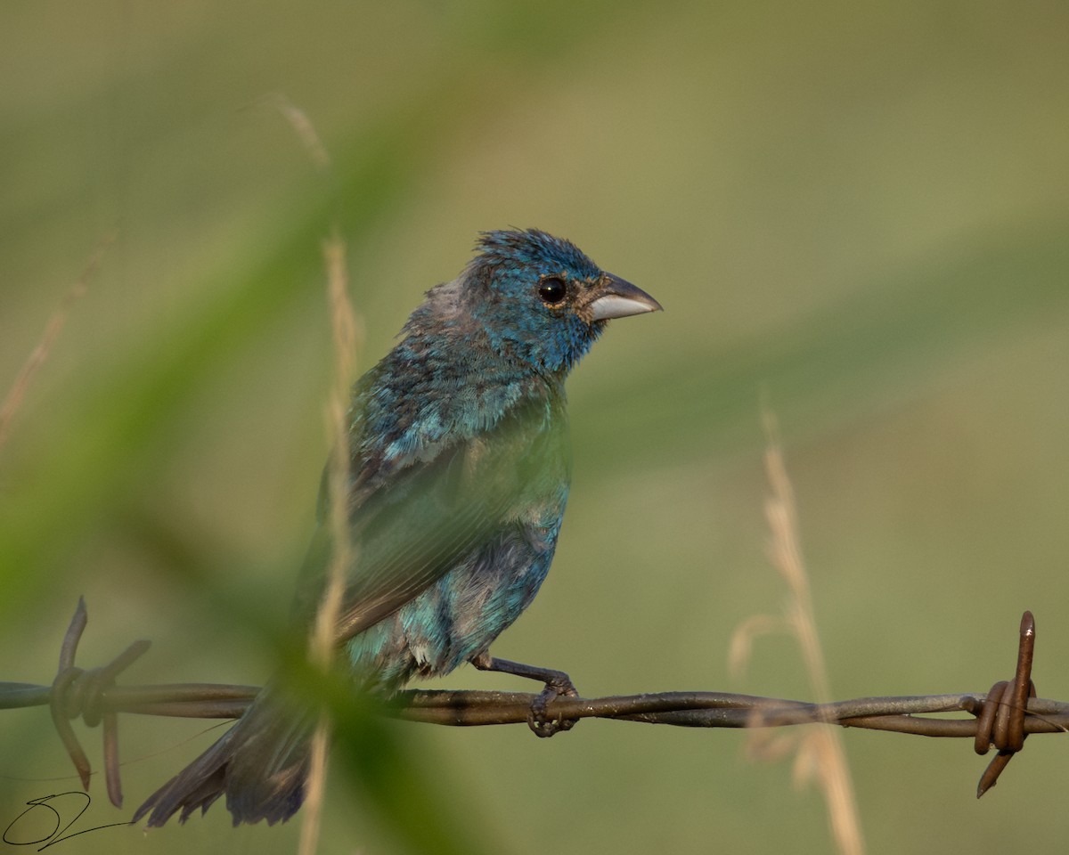 Indigo Bunting - ML621938525