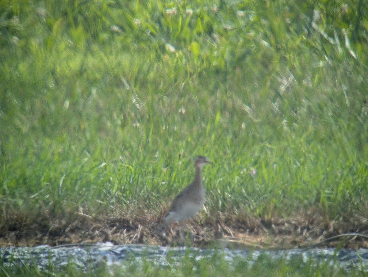 Upland Sandpiper - ML621938639