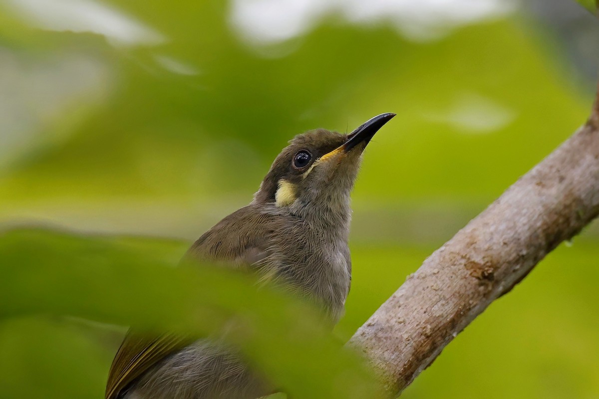 Yellow-gaped Honeyeater - ML621938726