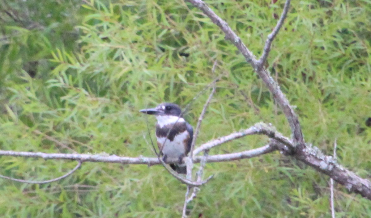 Belted Kingfisher - ML621938746