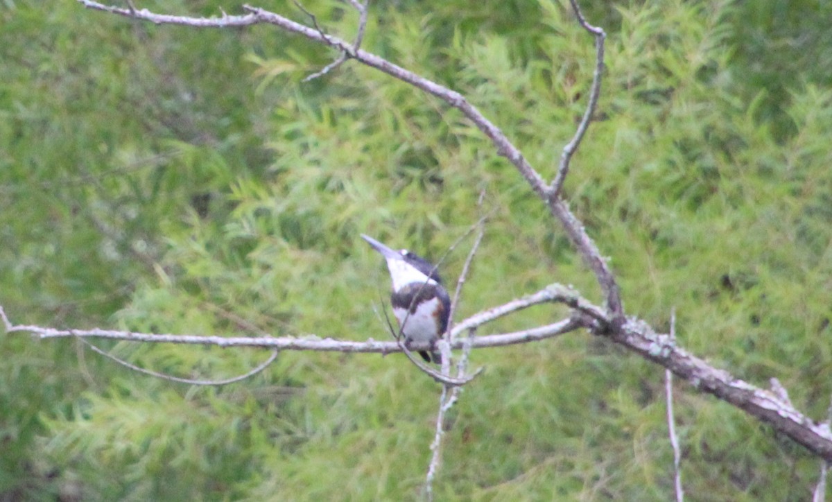 Belted Kingfisher - ML621938747