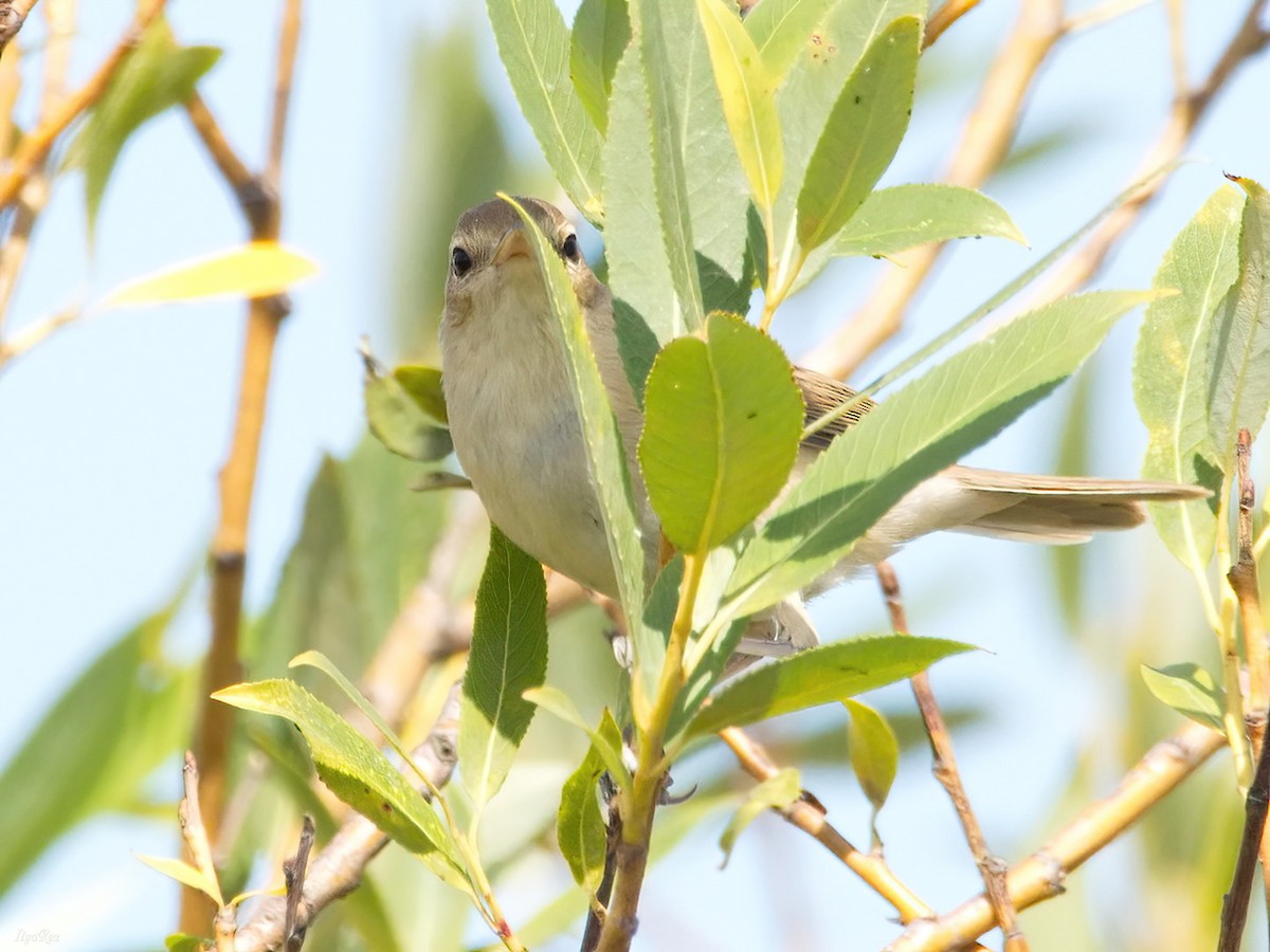 Booted Warbler - ML621938755