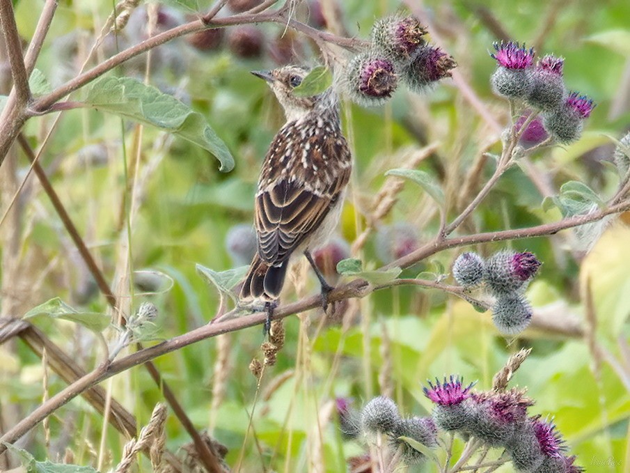 Whinchat - ML621938770
