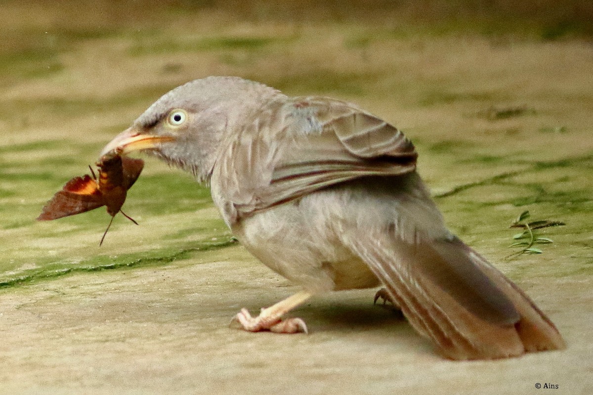 Jungle Babbler - Ains Priestman