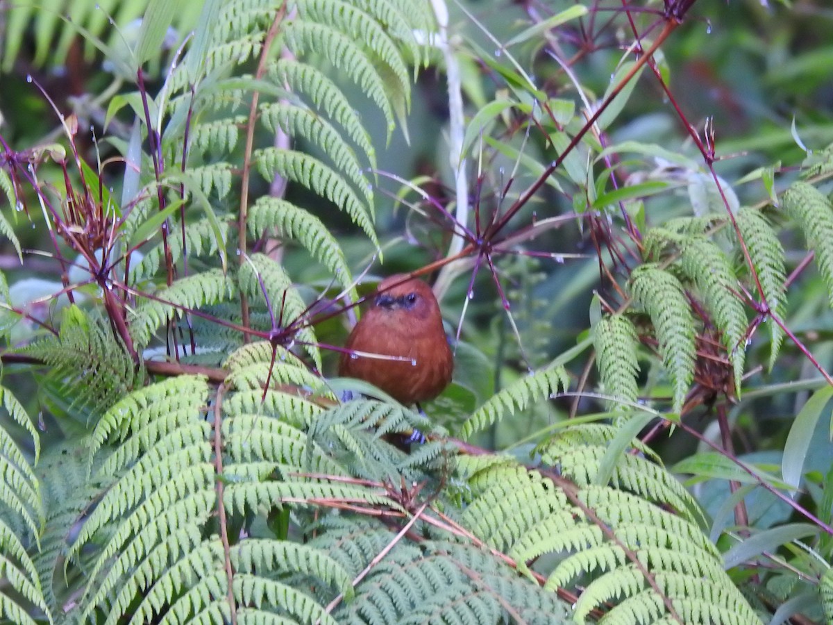 Peruvian Wren - ML621938956