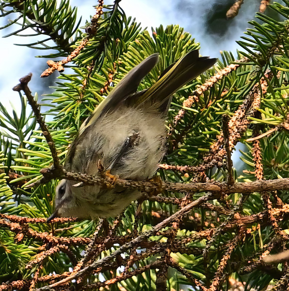 Golden-crowned Kinglet - ML621939016