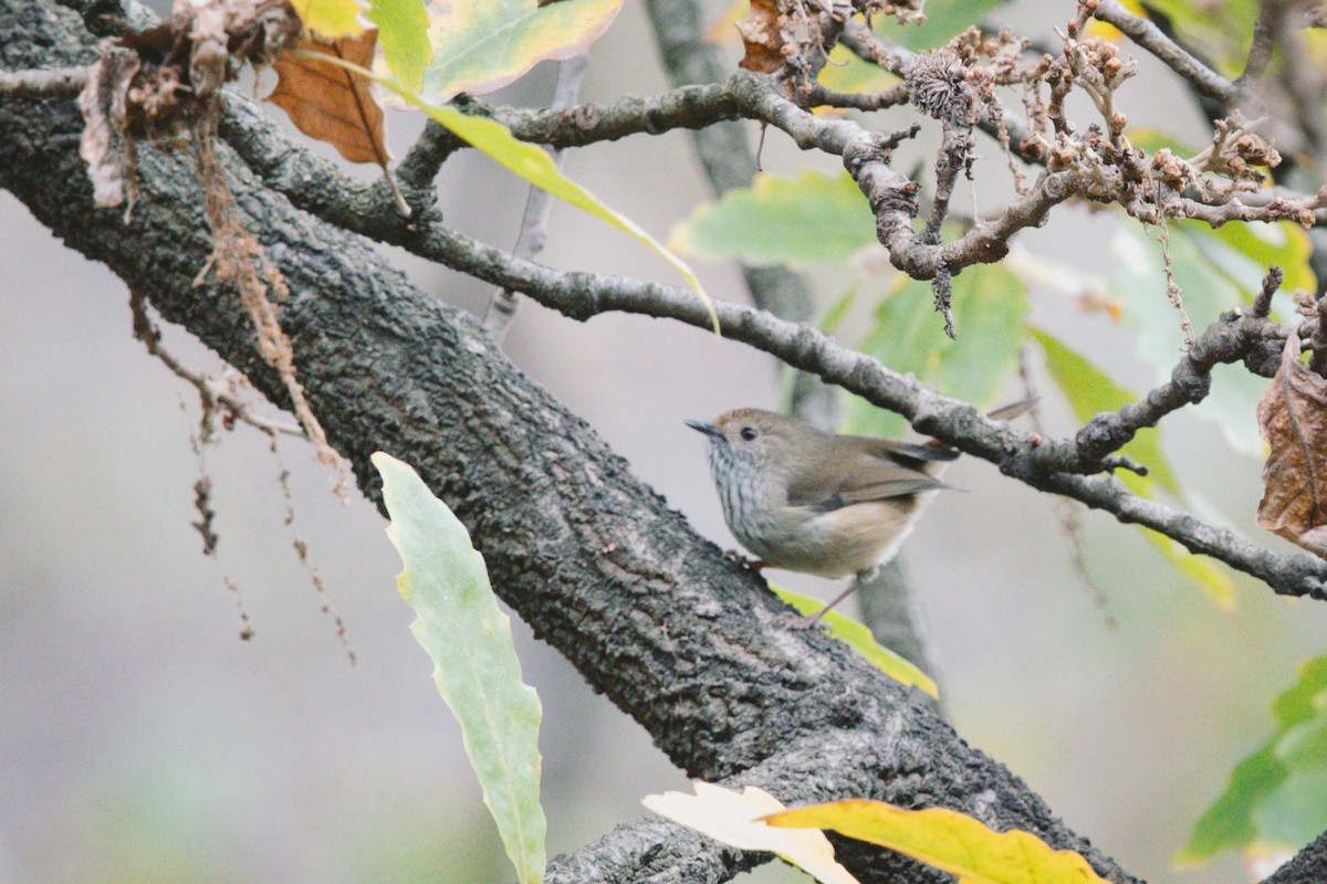 Brown Thornbill - ML621939044