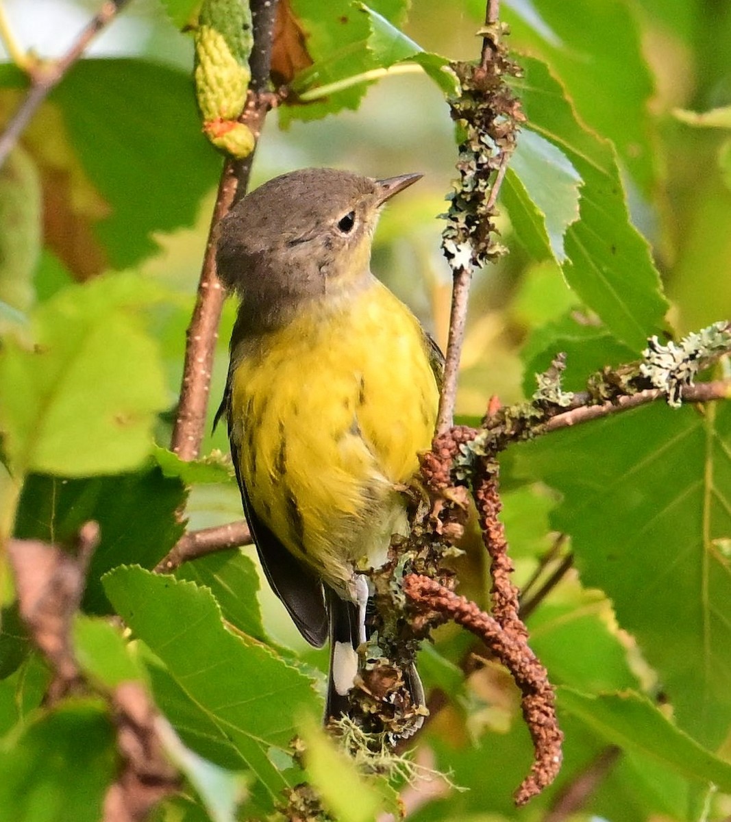 Magnolia Warbler - ML621939109