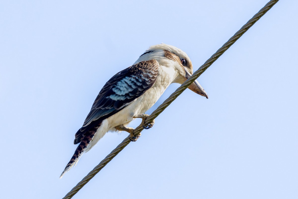 Laughing Kookaburra - ML621939232
