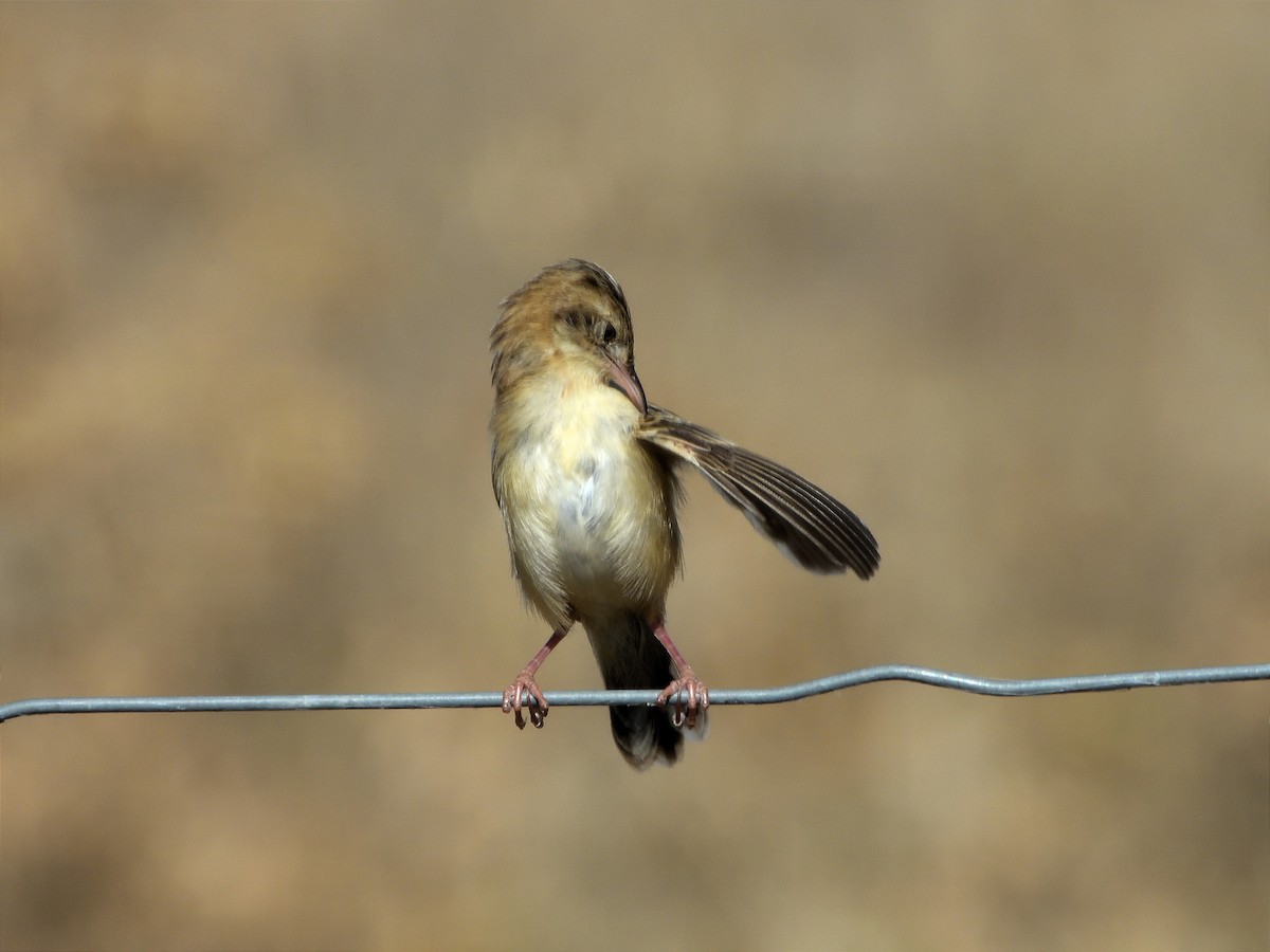 Zitting Cisticola - ML621939233