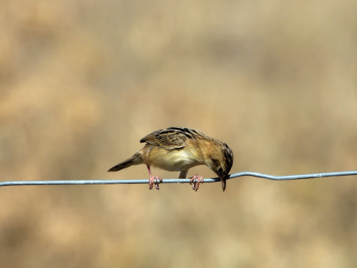 Zitting Cisticola - ML621939236