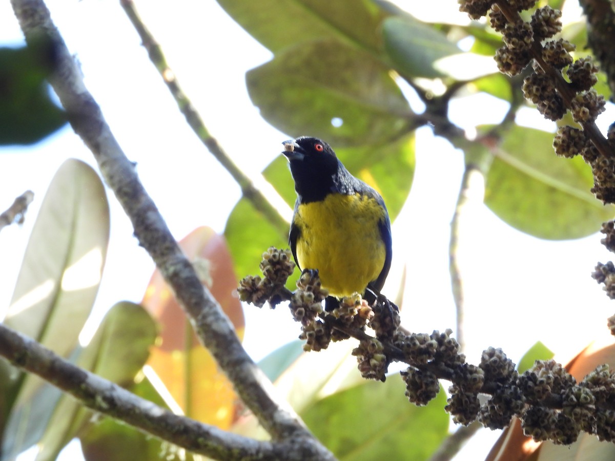 Hooded Mountain Tanager - ML621939266