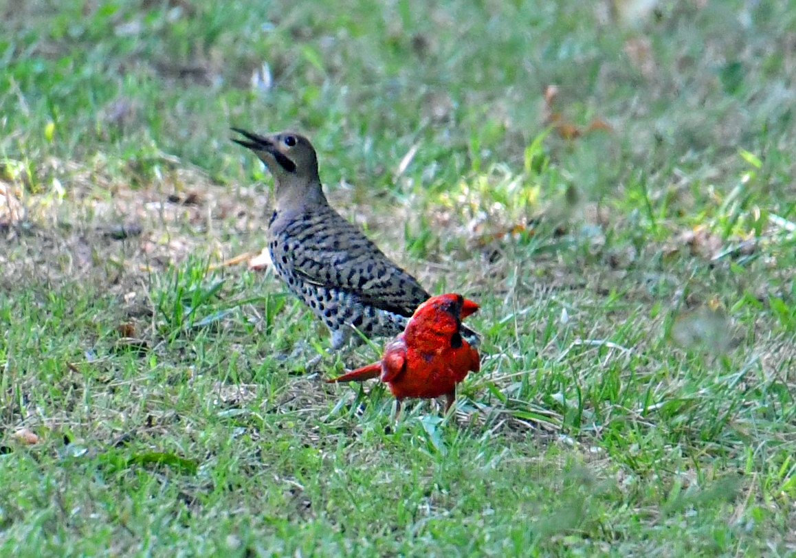 Northern Flicker - ML621939347