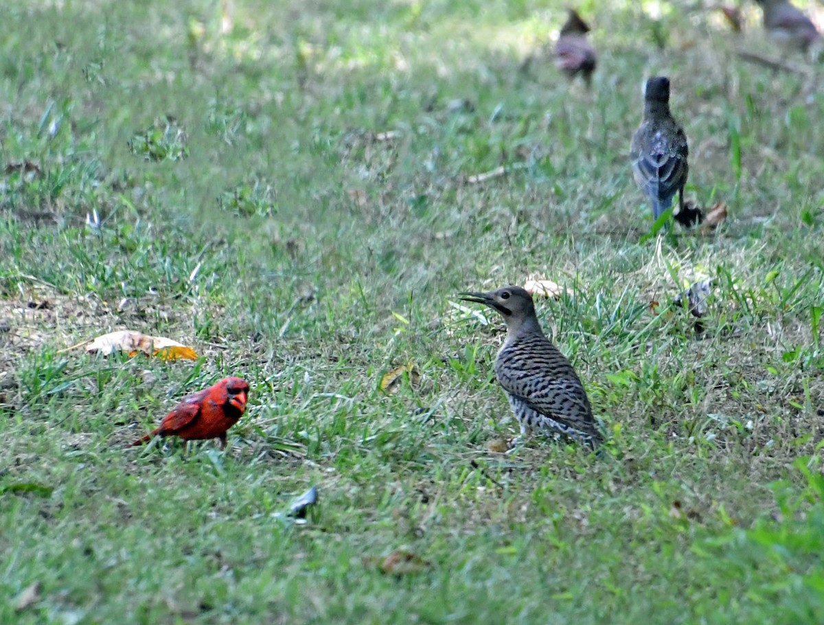 Northern Flicker - ML621939348