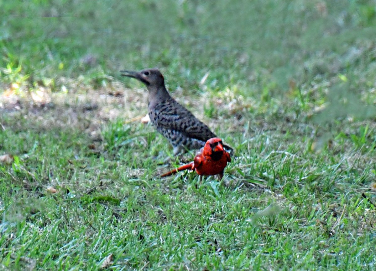 Northern Flicker - ML621939349