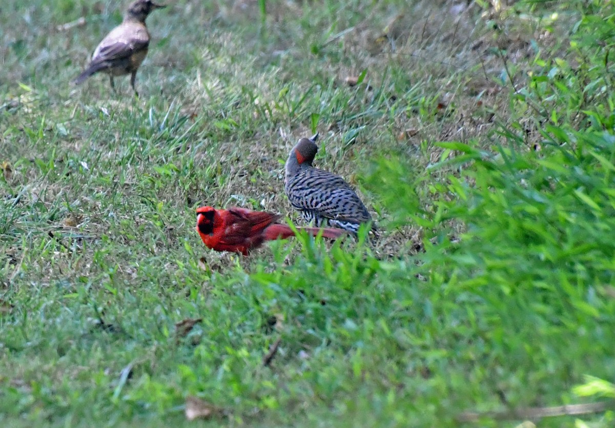 Northern Flicker - ML621939350