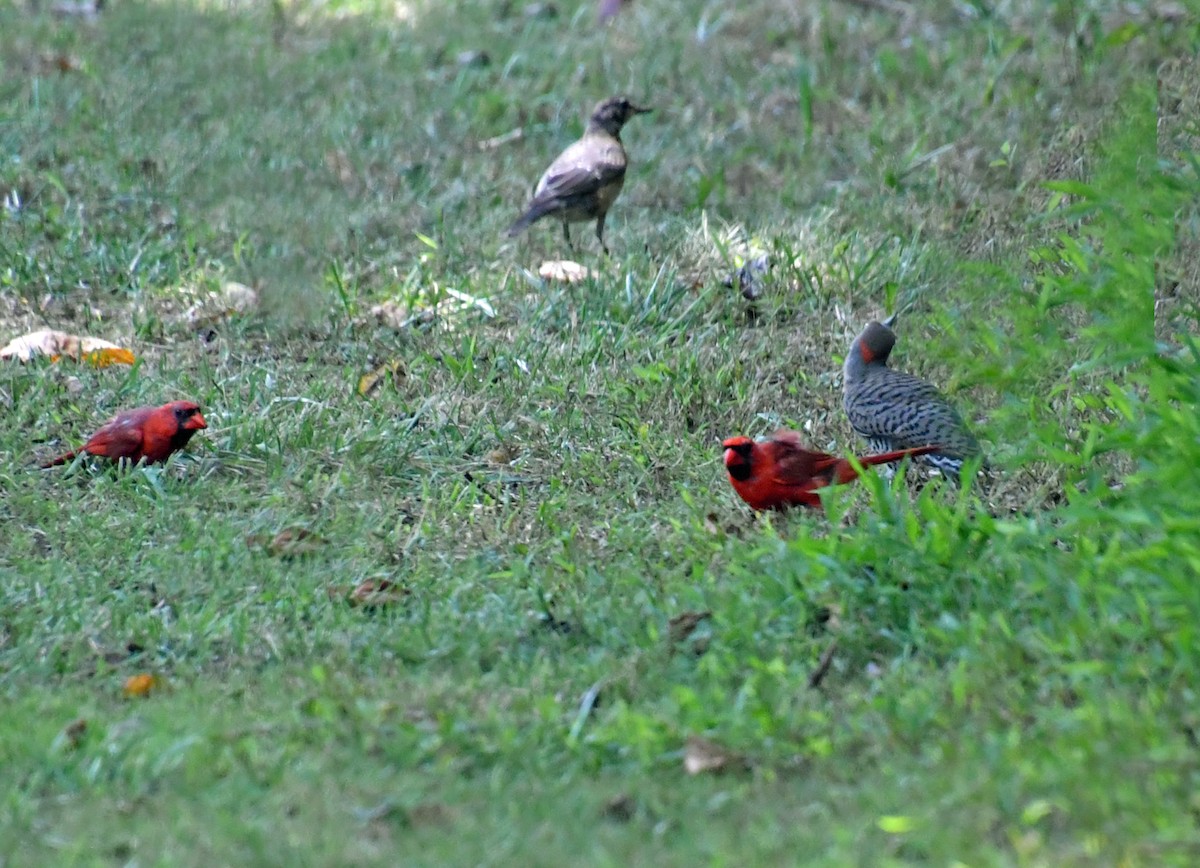 Northern Flicker - ML621939352