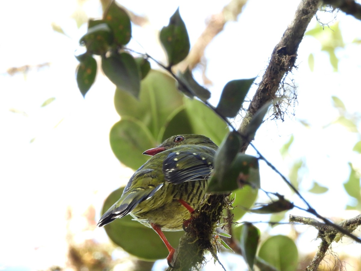 Barred Fruiteater - ML621939374