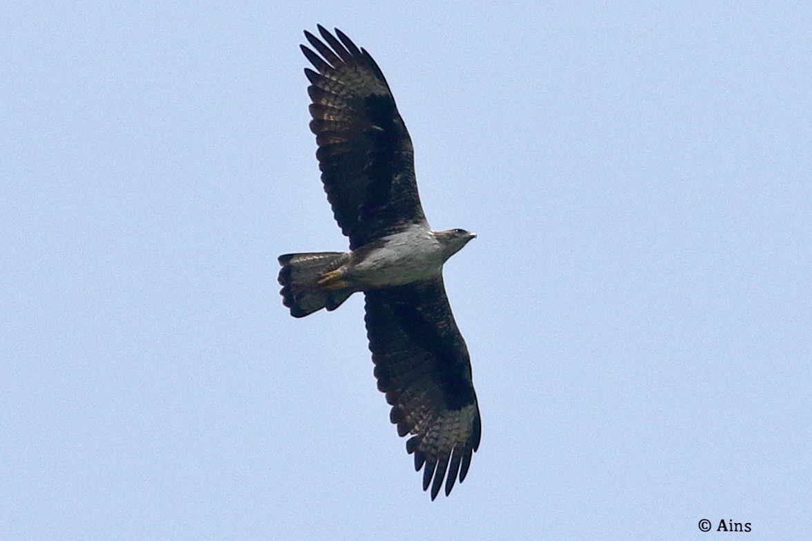 Bonelli's Eagle - ML621939376