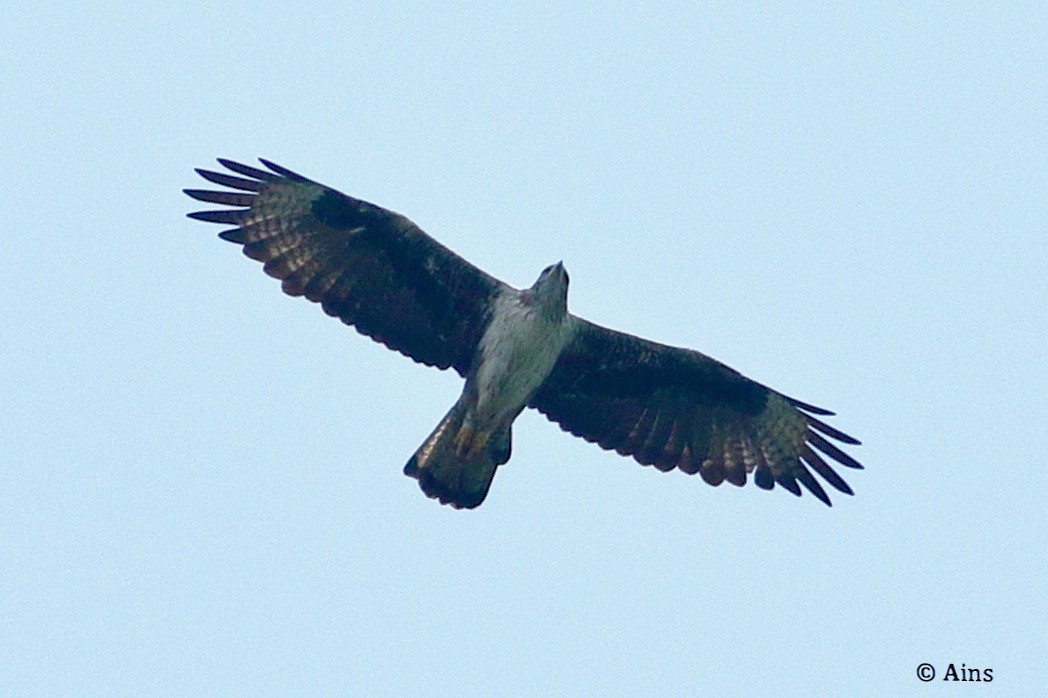 Bonelli's Eagle - ML621939377