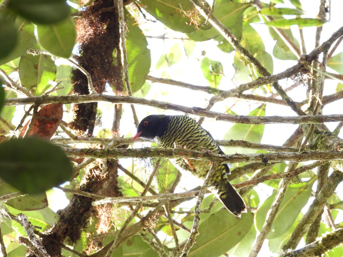 Barred Fruiteater - ML621939399