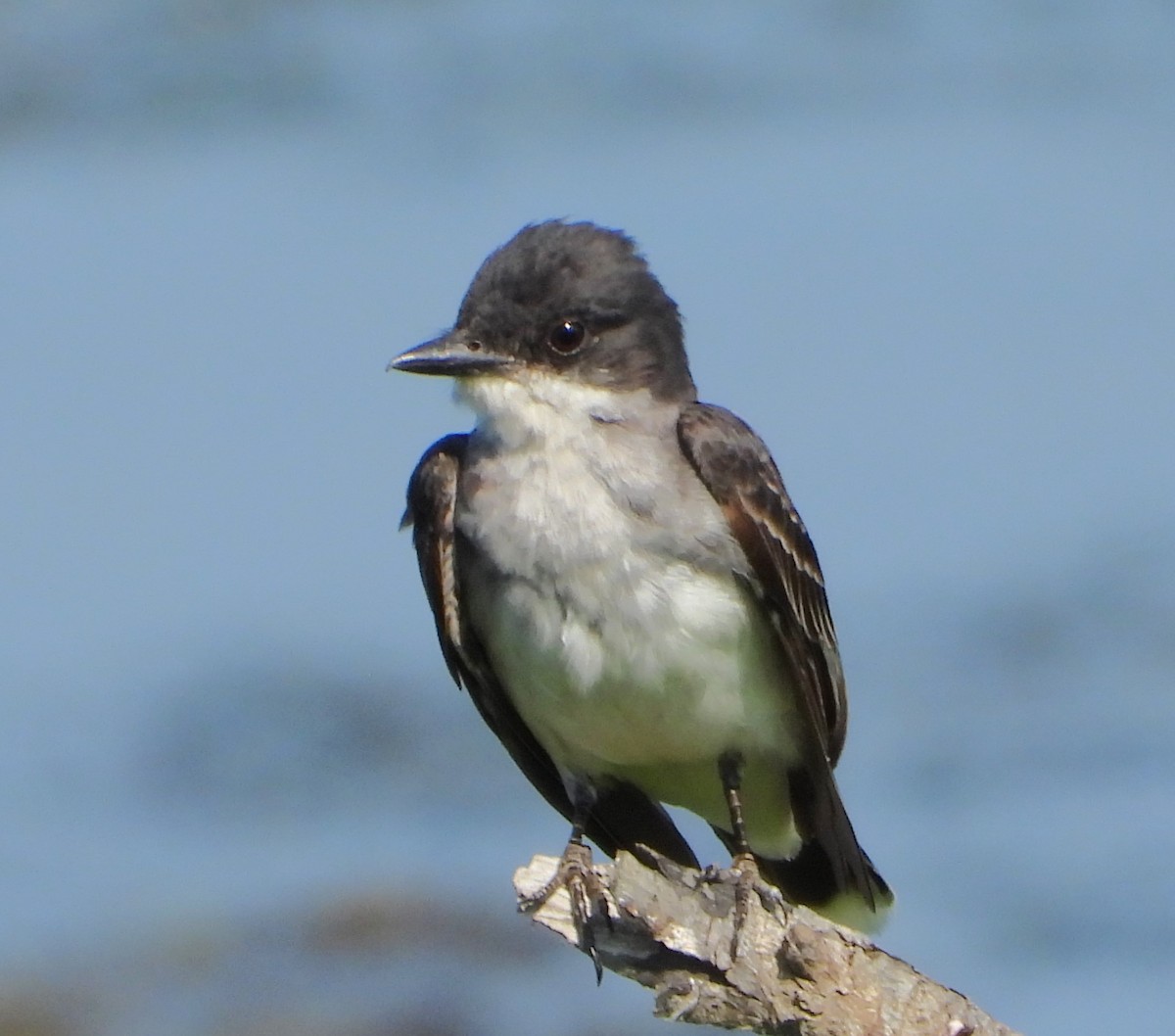 Eastern Kingbird - ML621939526