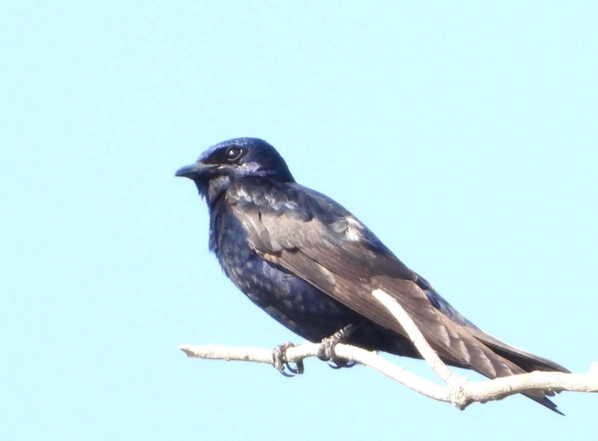 Purple Martin - ML621939540