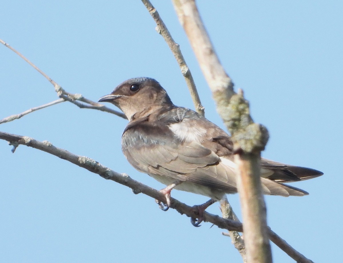 Purple Martin - ML621939541