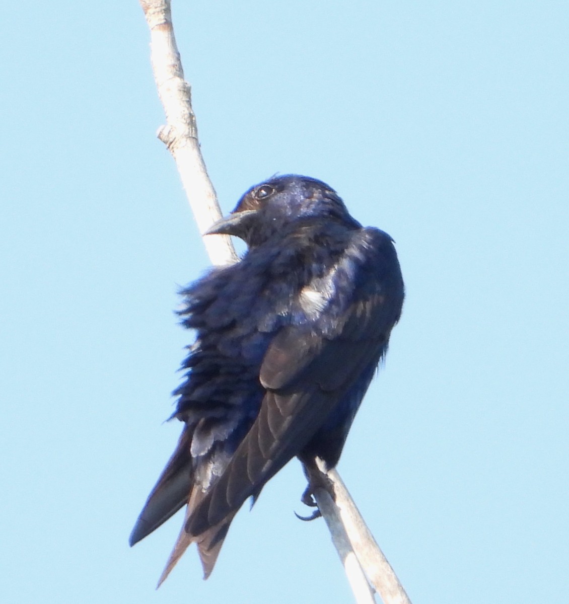 Purple Martin - ML621939542