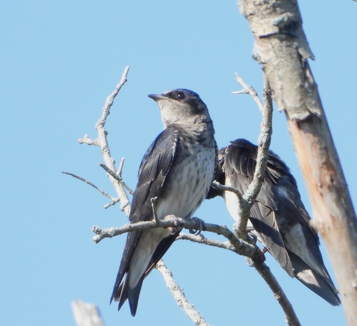 Purple Martin - ML621939543