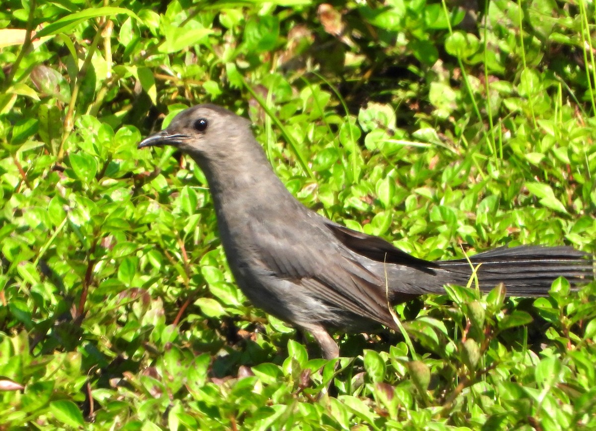 Pájaro Gato Gris - ML621939547