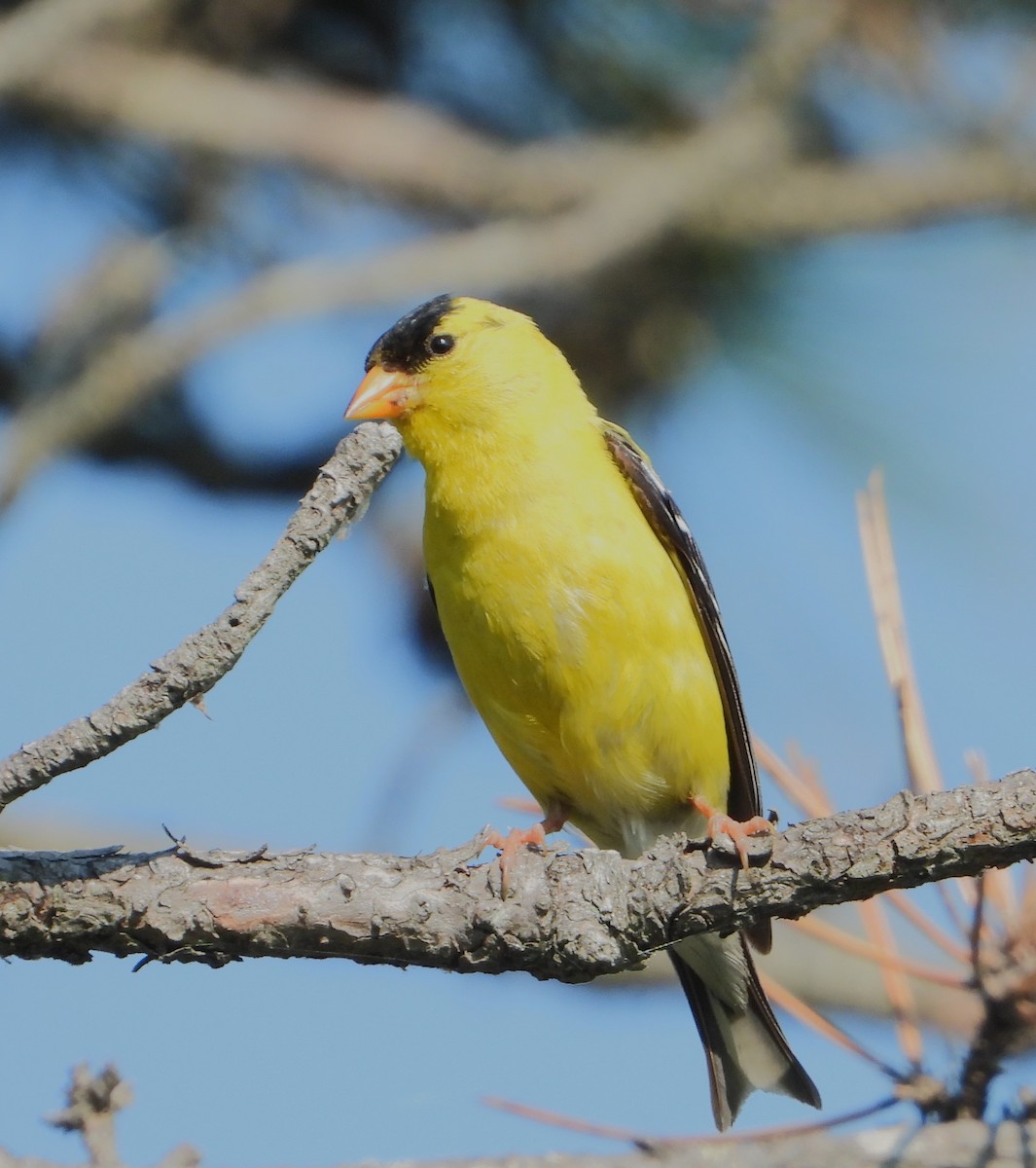 Chardonneret jaune - ML621939554