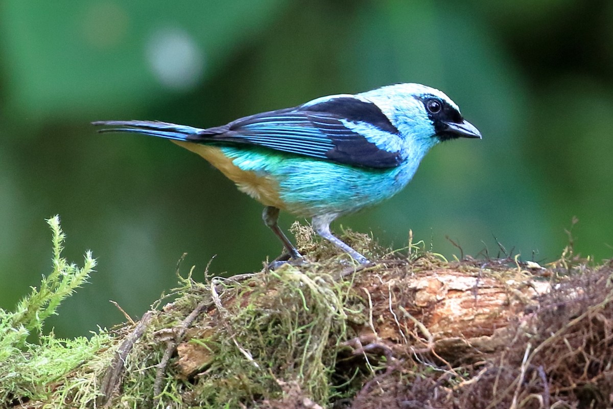 Metallic-green Tanager - ML621939670