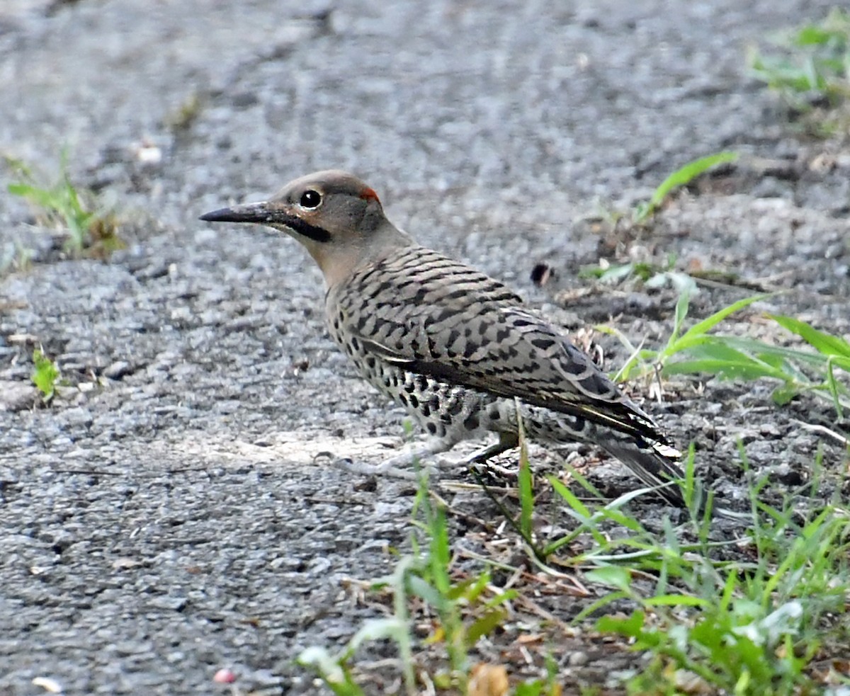 Northern Flicker - ML621939696