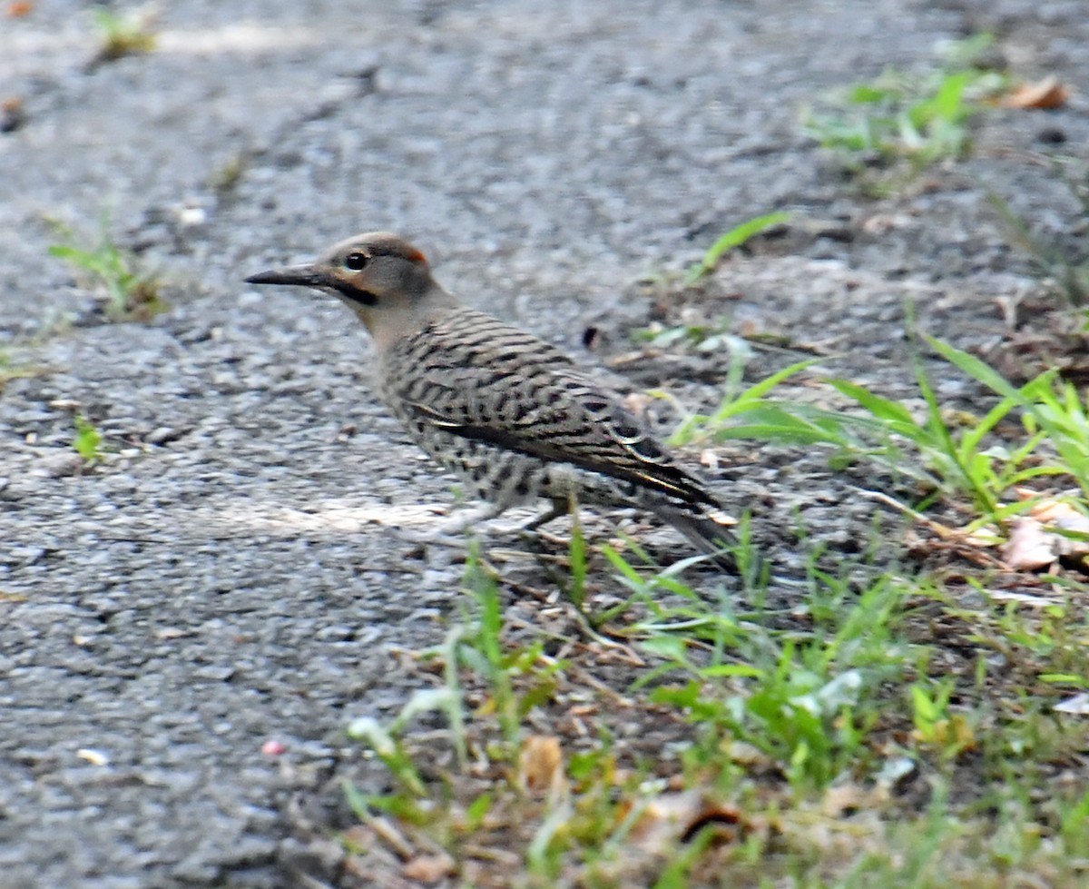 Northern Flicker - ML621939697