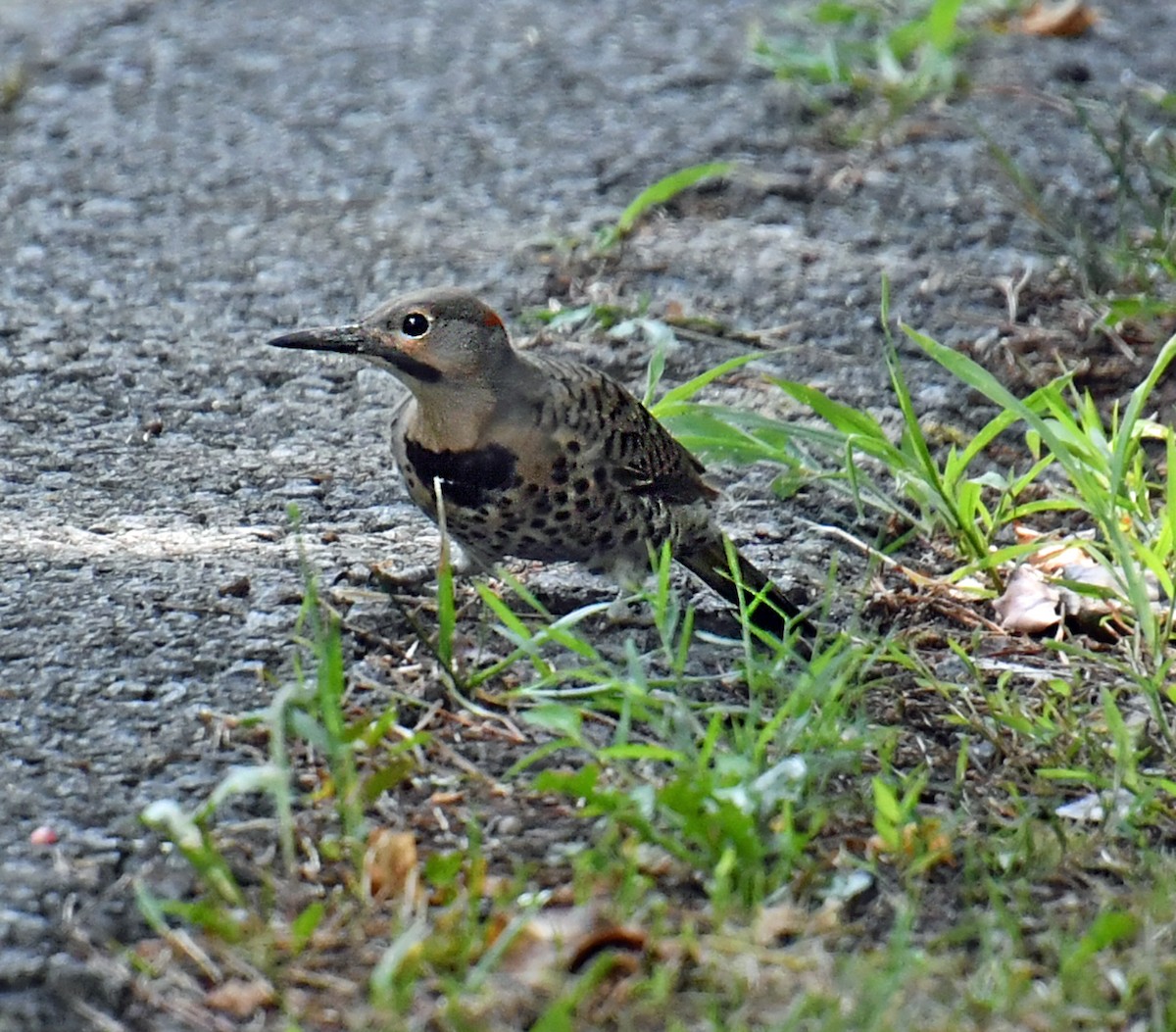 Northern Flicker - ML621939698