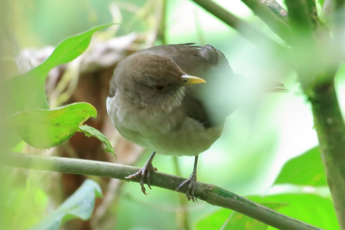 Ecuadorian Thrush - ML621939797