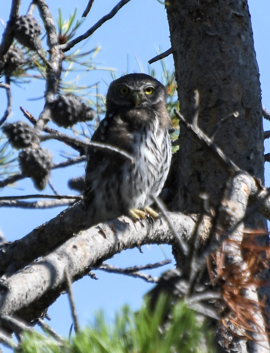 Northern Pygmy-Owl - ML621939803