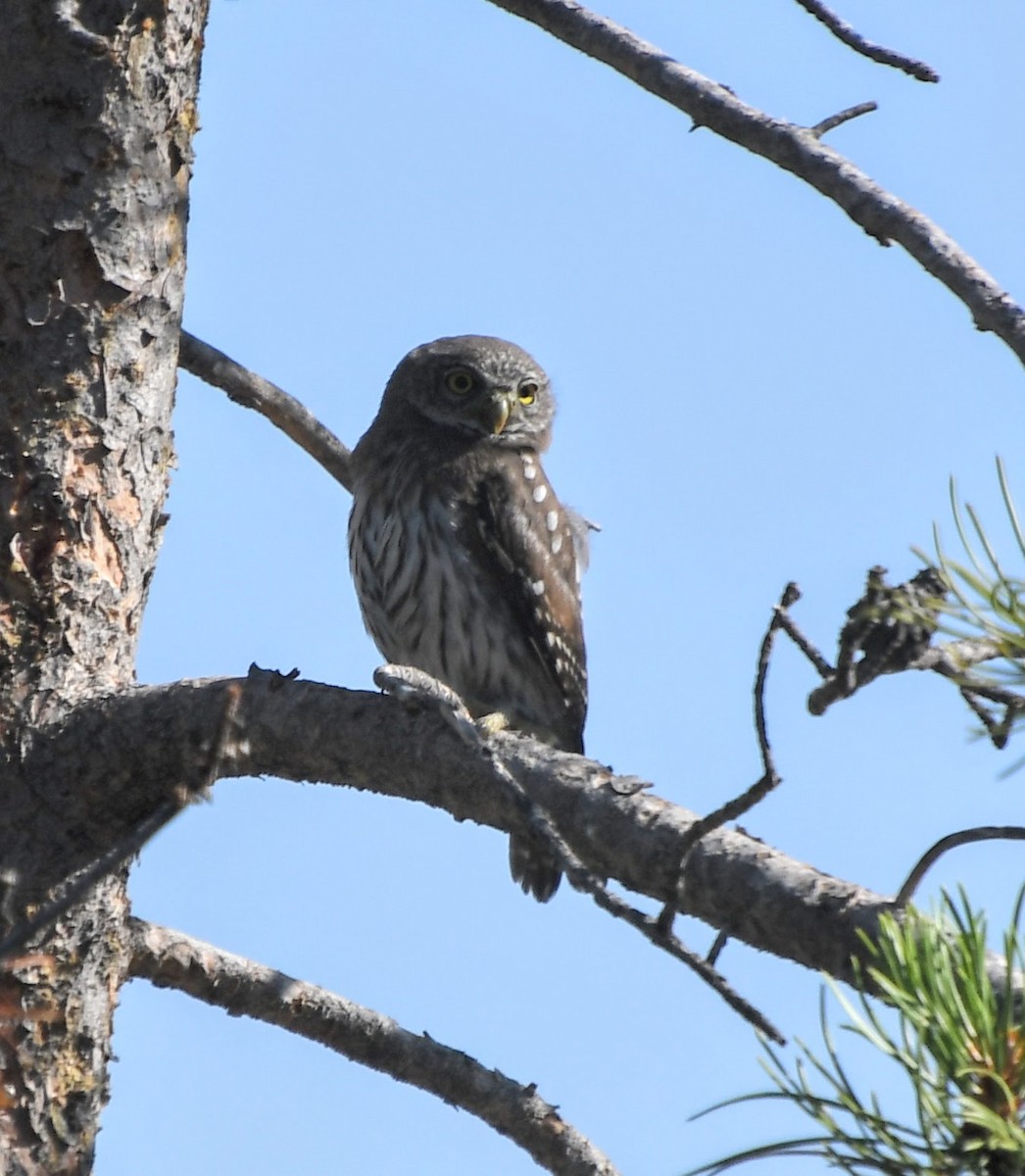 Northern Pygmy-Owl - ML621939805