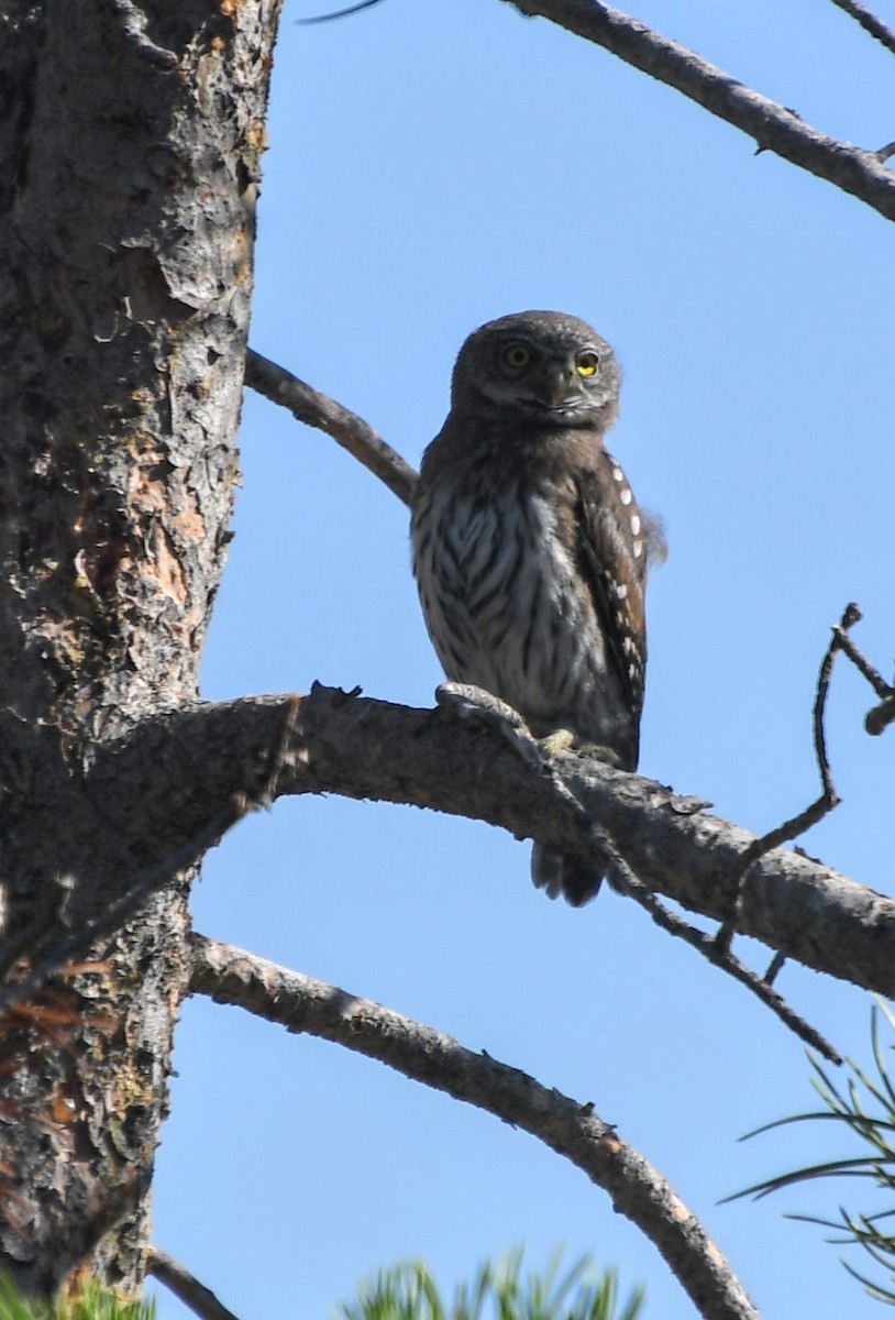 Northern Pygmy-Owl - ML621939806