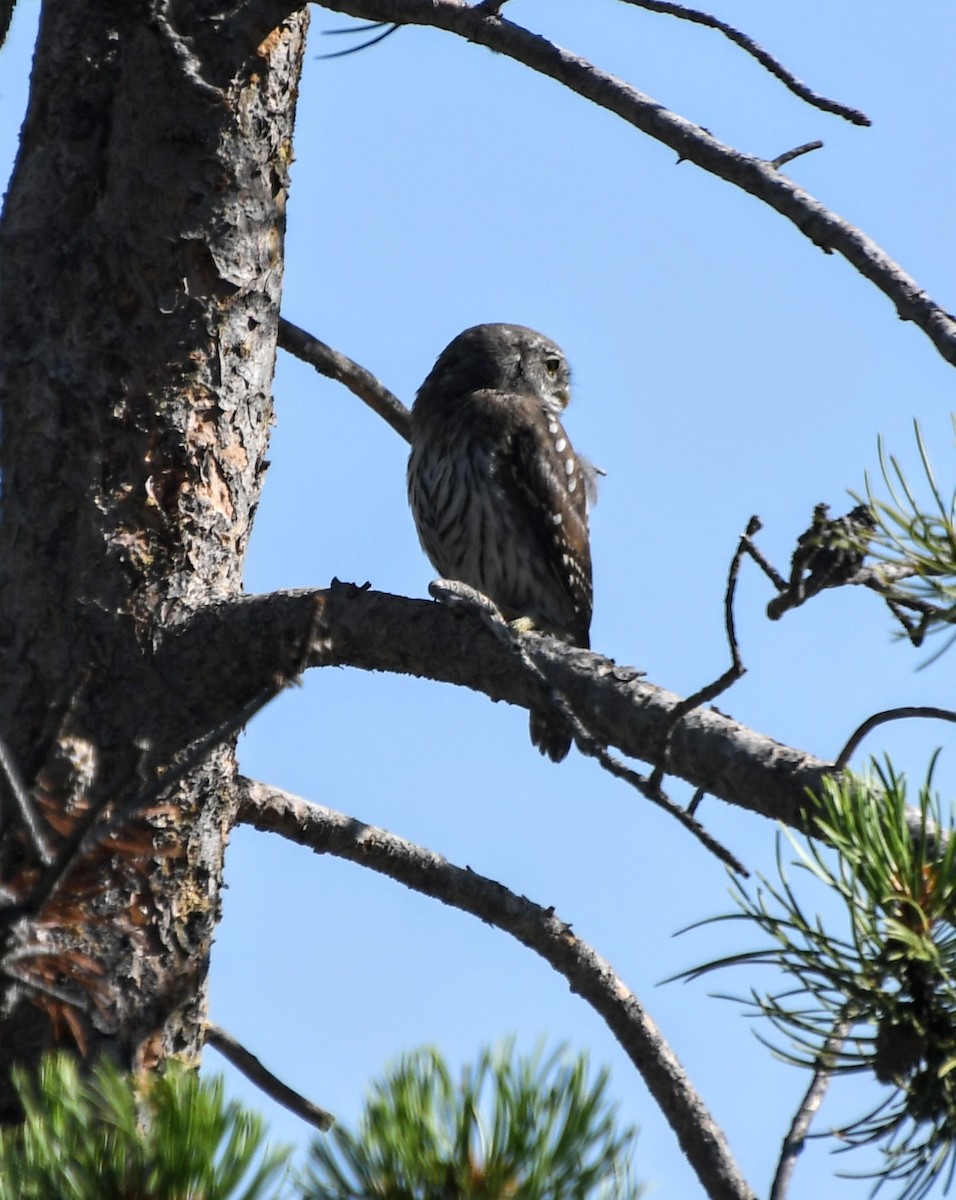 Northern Pygmy-Owl - ML621939807