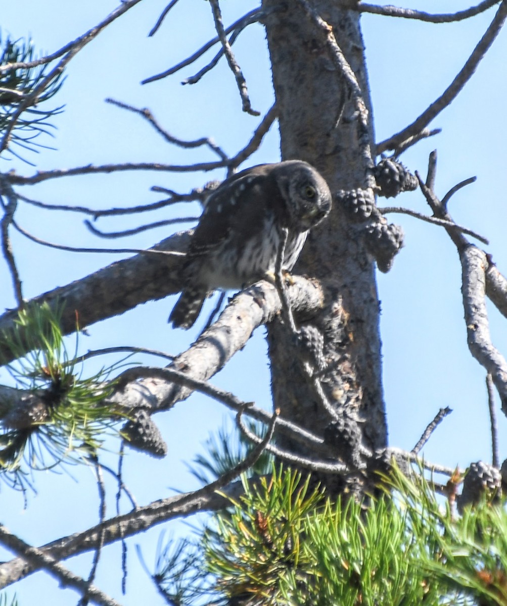 Northern Pygmy-Owl - ML621939808