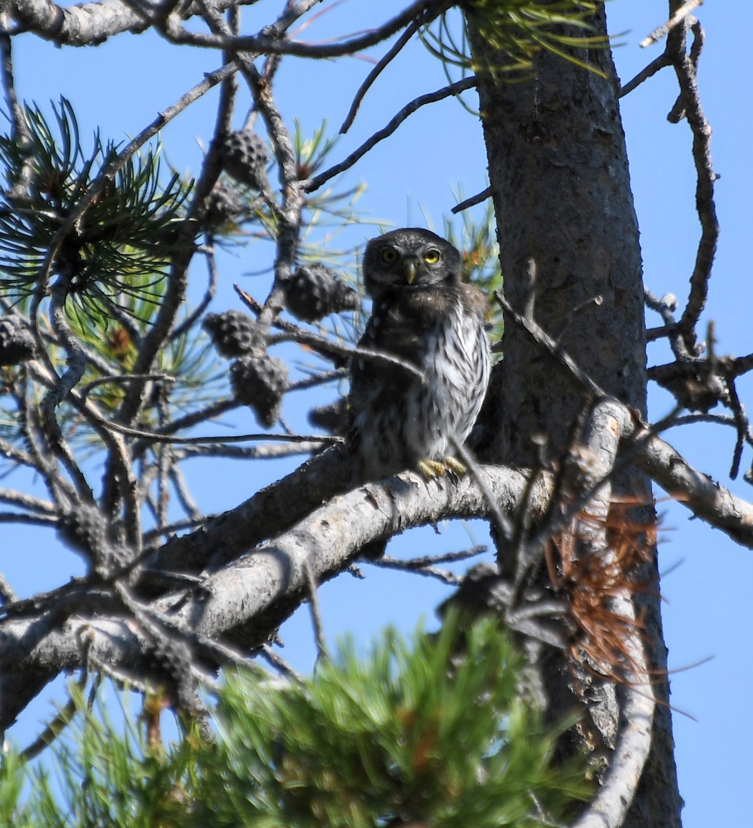 Northern Pygmy-Owl - ML621939809